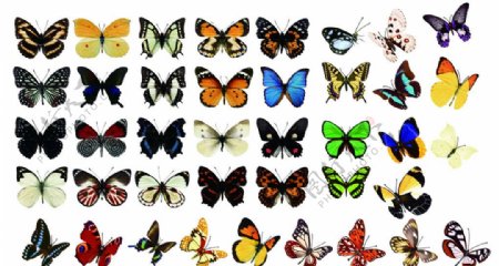蝴蝶集合图片