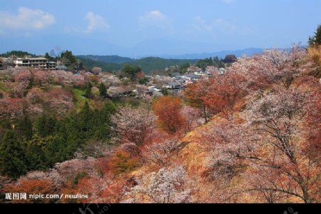 花草美景图片