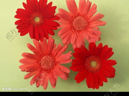 红花朵图片