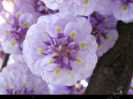 圆形紫藤图片