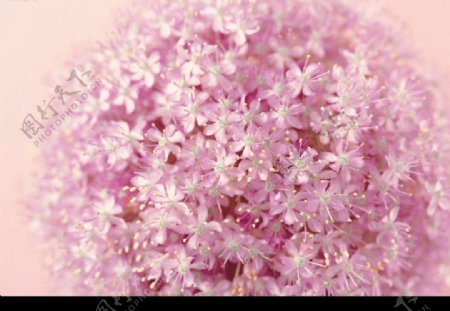 粉紅色小花图片