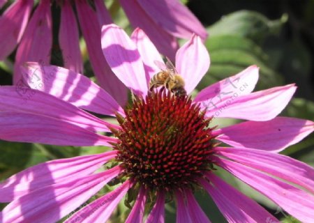 菊花和蜜蜂图片