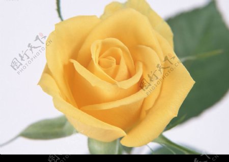 花卉黄玫瑰图片
