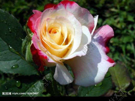 彩色玫瑰花苞图片
