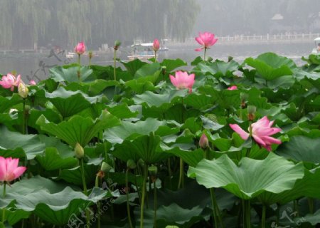 北京后海的荷花池图片