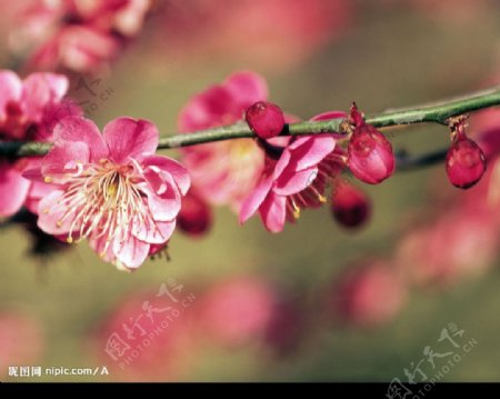 高精度梅花特写图片