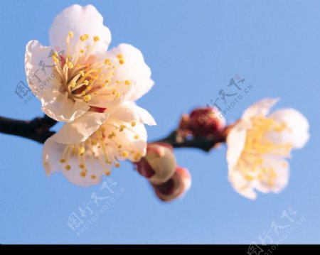 春暖花开图片