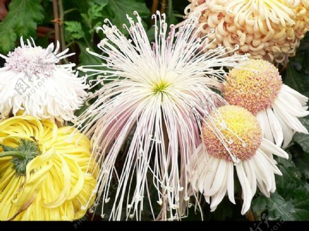 第九届菊花会拍的最美的菊花图片