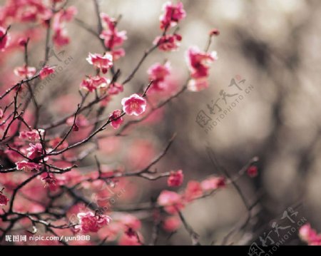 精品花卉系列花的世界图片