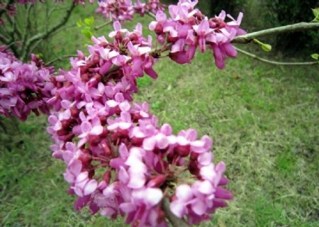 好美的紫荆花图片