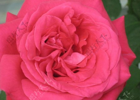 粉色玫瑰特写图片