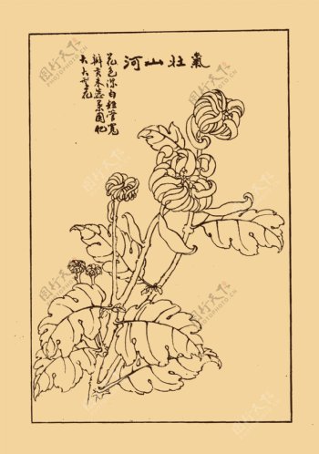 菊花图片