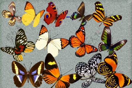 蝴蝶分层素材图片