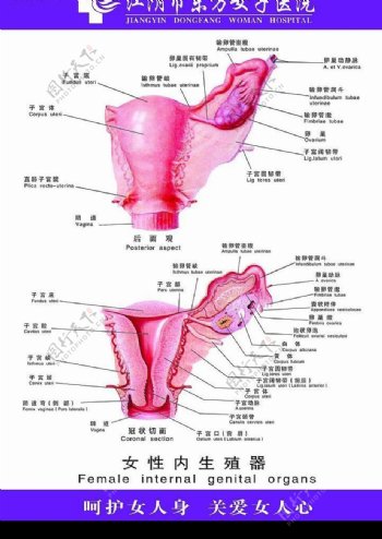 女性内生殖器图片