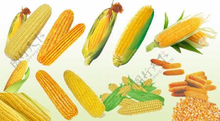 玉米苞谷图片