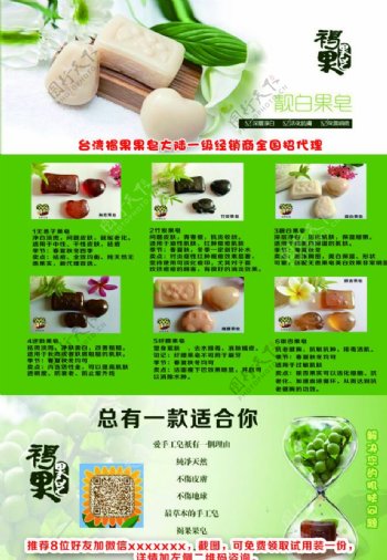 褐果皂台湾300dpi图片