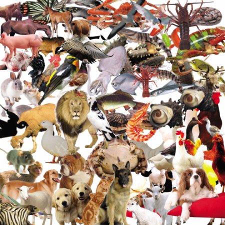 动物PSD素材图片