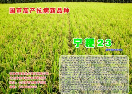 水稻宣传单图片