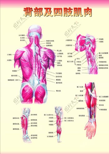 背部及四肢肌肉图图片