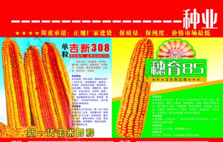 玉米种子报广图片