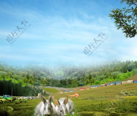 小兔养殖场图片