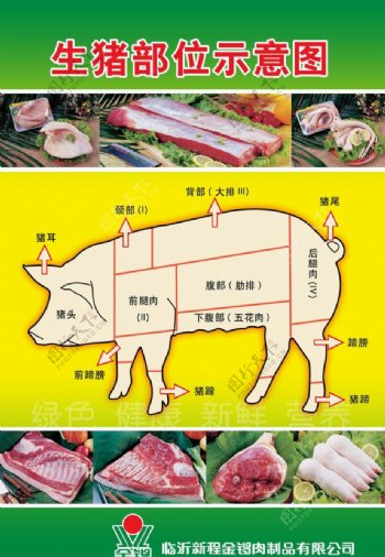 猪肉示意图没有分层图片