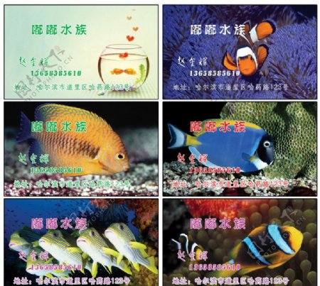 水族名片图片