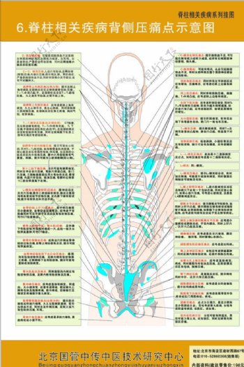 颈椎结构图图片