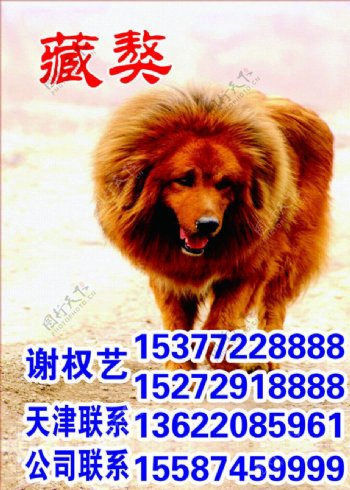 藏獒藏獒广告图片