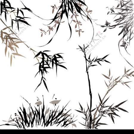 五种不同的竹子图片