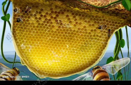 蜜蜂蜂巢藤类植物.图片