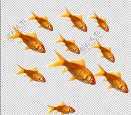金鱼分层素材图片