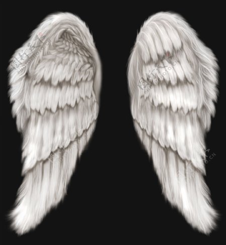 天使之羽图片