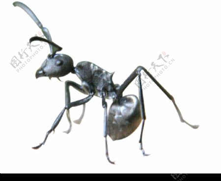 大蚂蚁2图片