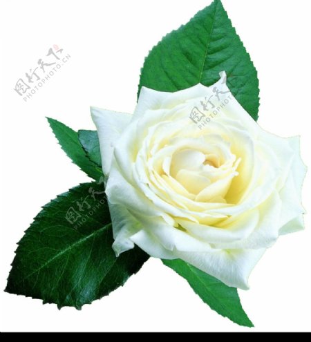 情人节用白玫瑰素材图片
