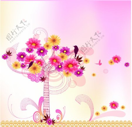 菊花树图片