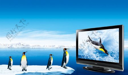 企鹅冰山企鹅液晶电视图片
