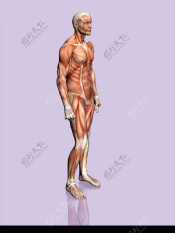 肌肉人体模型0008