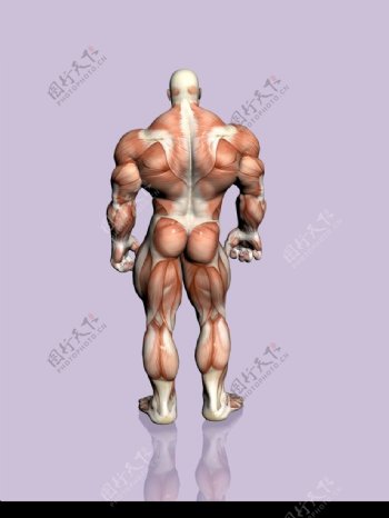 肌肉人体模型0017