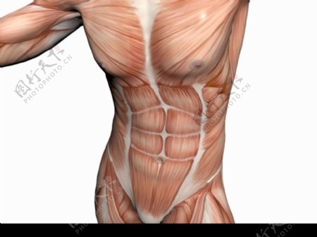 肌肉人体模型0020
