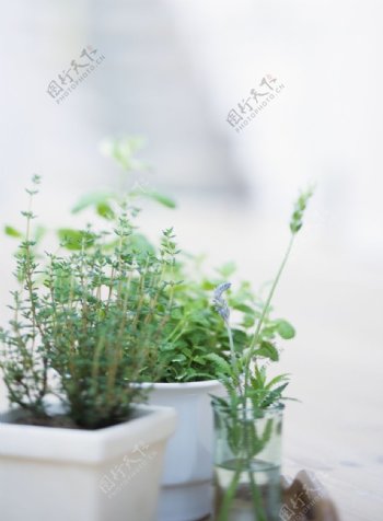 植物与空间0385