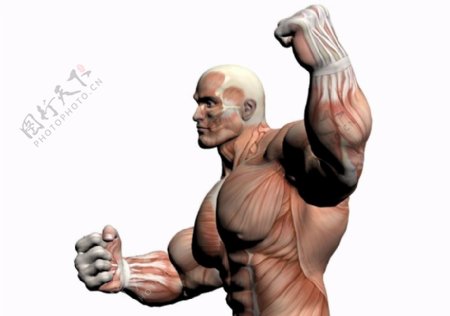 肌肉人体模型0101