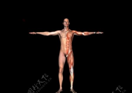 肌肉人体模型0121
