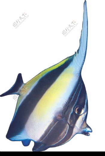 海洋鱼0050