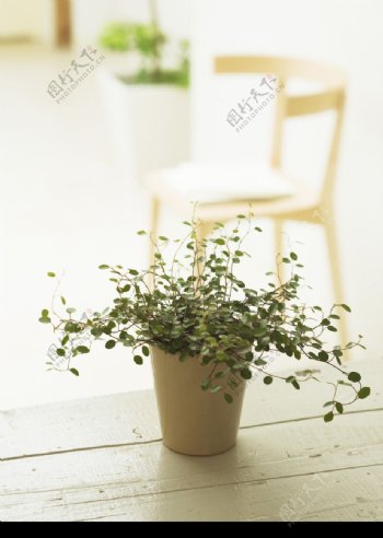 植物与空间0120