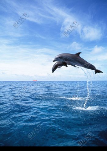 鲸鱼鲨鱼海豚0085