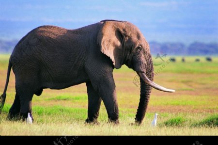 大象王国0220