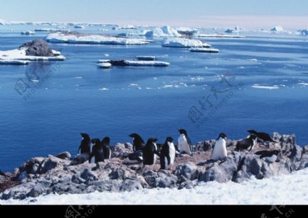 企鹅世界0129