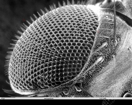 昆虫显微镜图片0028