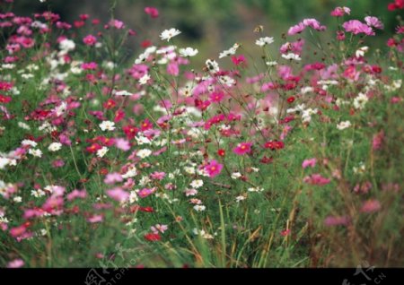 油菜花开0129